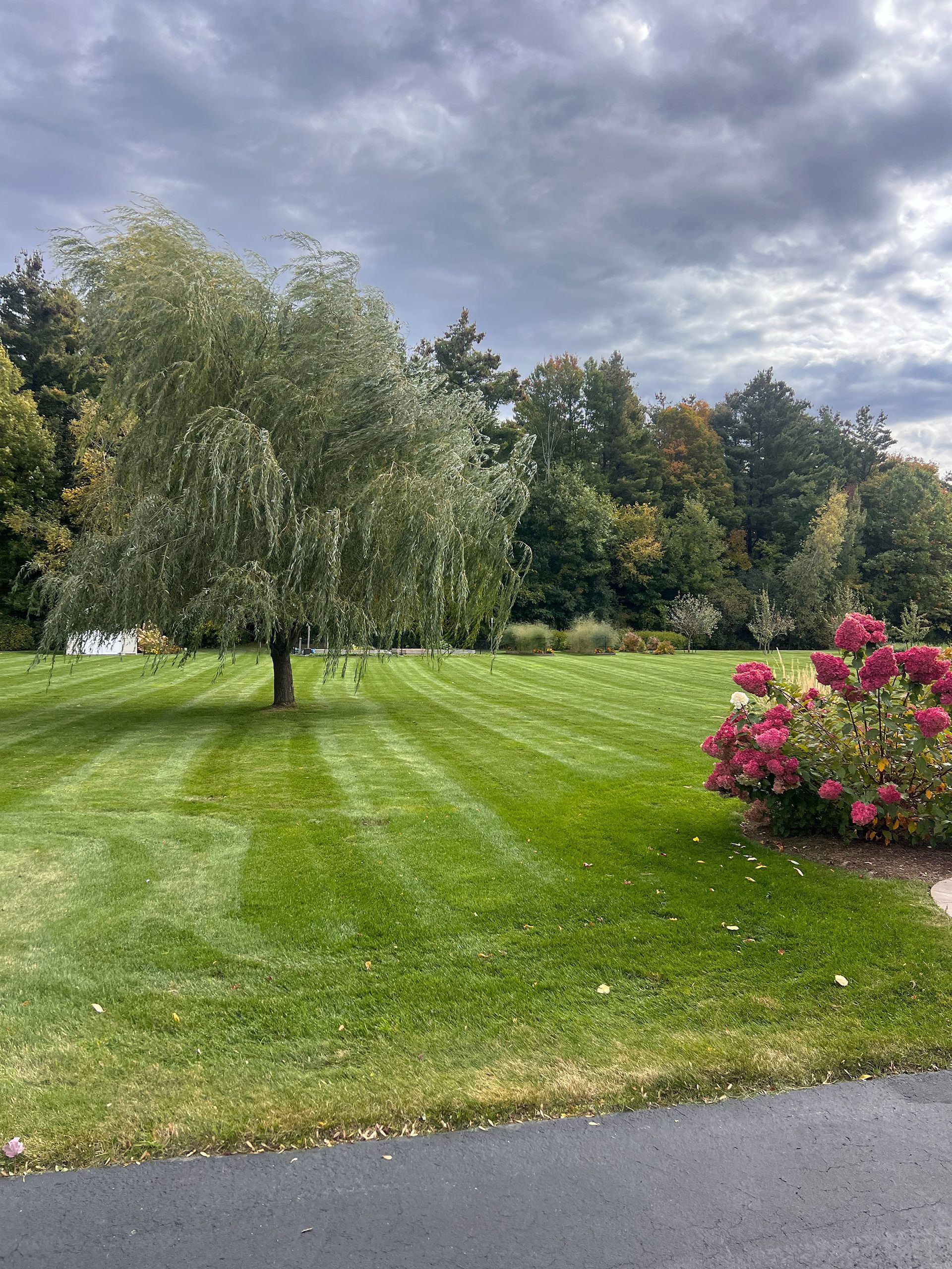 Freshly striped lawn edge along a driveway