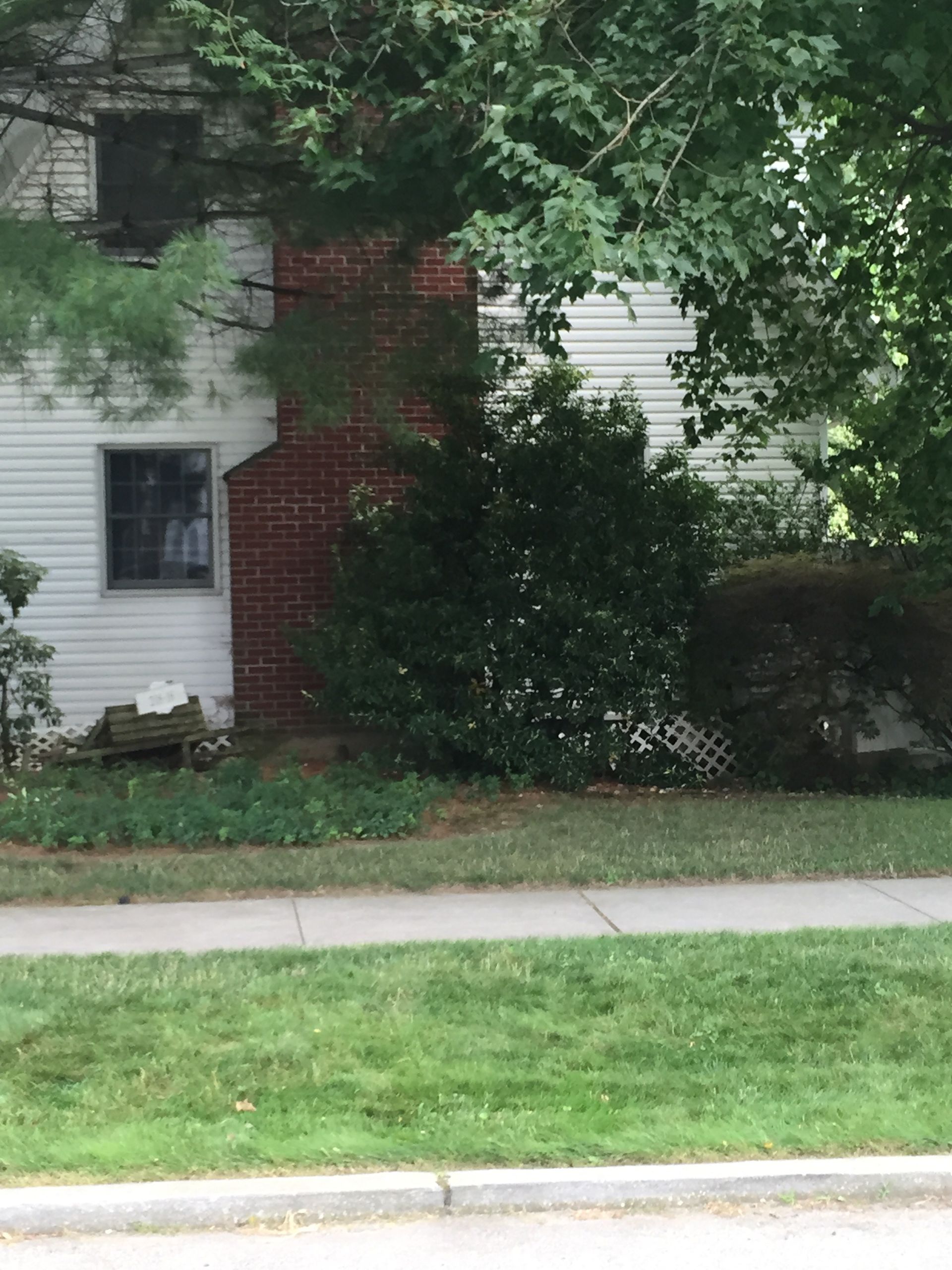 House partially hidden by trees beside a sidewalk and green lawn
