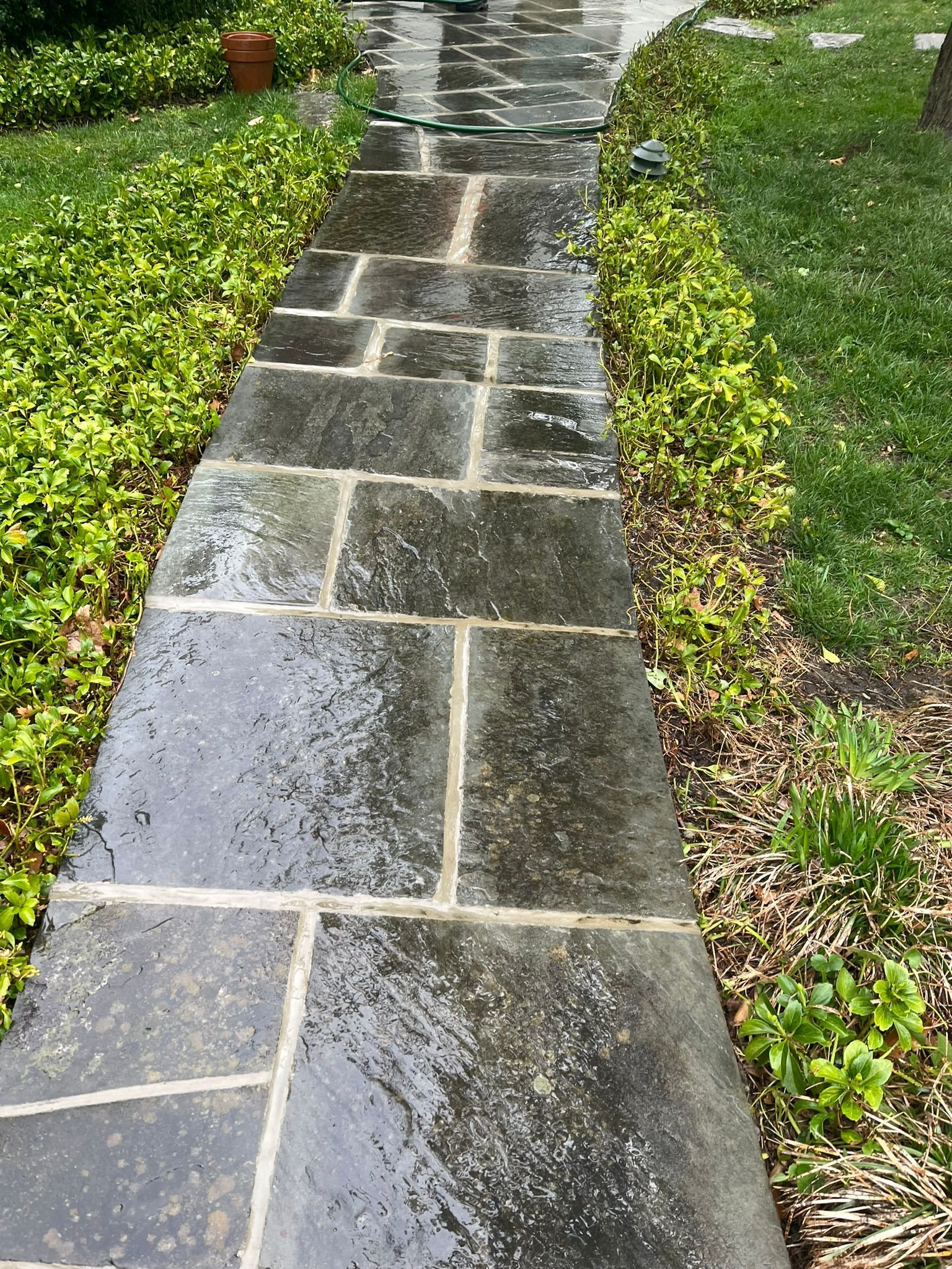 Wet stone garden path bordered by green plants and grass