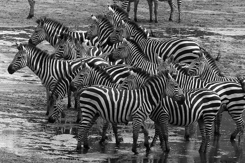 Black and white photo