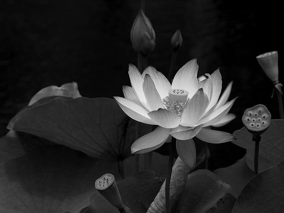 Black and white photo