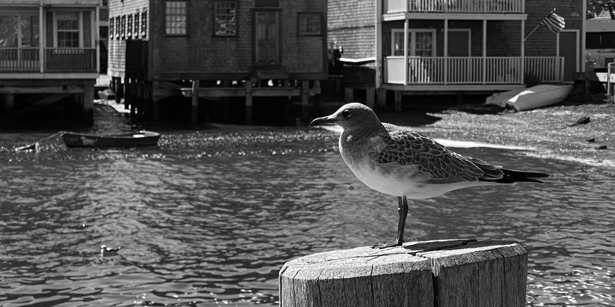Young gull on a weathered wooden piling, harbor water and shingled houses behind, in black and white