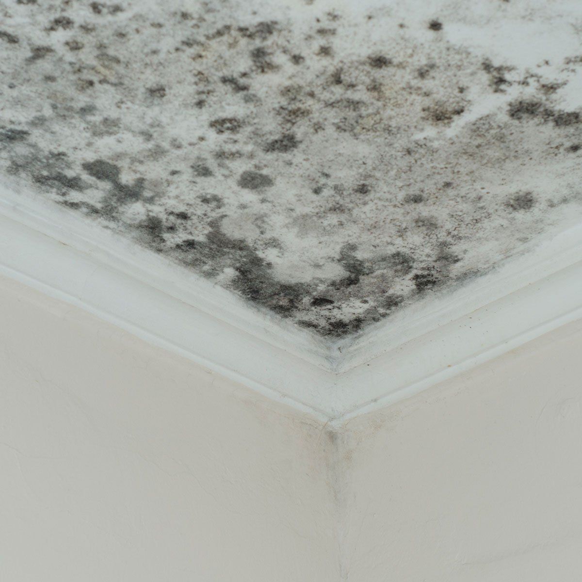 Mold Problem — Buffalo, NY — Great Lakes Abatement Co Inc. Mold Problem — Buffalo, NY — Great Lakes Abatement Co Inc.