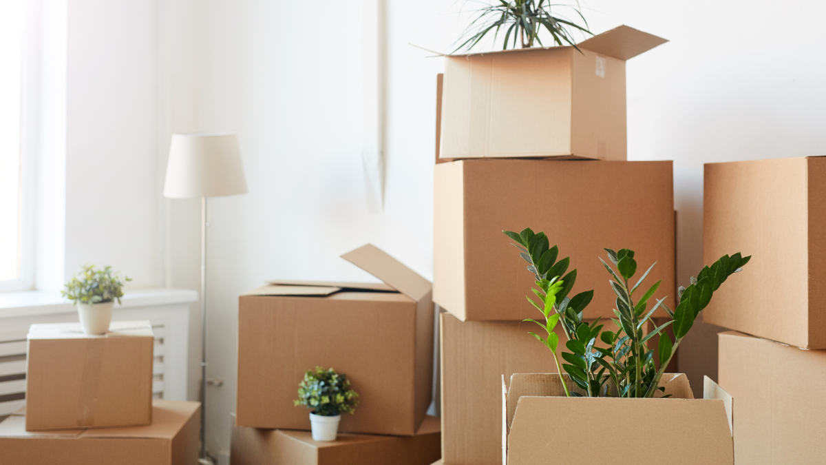 Cardboard moving boxes of various sizes stacked in a room with several potted green plants.