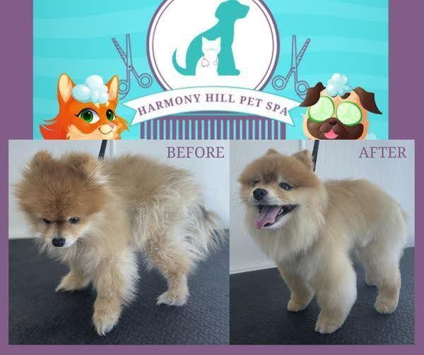 Harmony Hill Animal Hospital Grooming Before/After Image Gallery