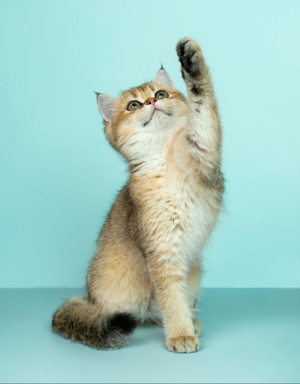 A kitten is sitting on a blue surface and reaching up with its paw.
