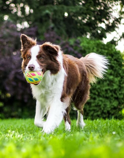 A brown and white dog is running with a ball in its mouth.