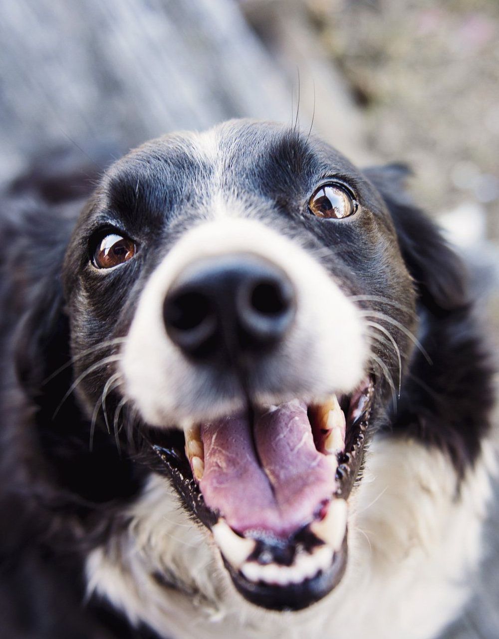 A close up of a black and white dog with its mouth open