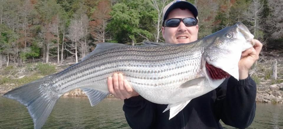 striped bass