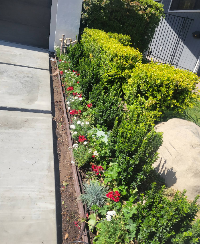 Narrow flower bed with red and white blooms beside a sidewalk and driveway, bordered by trimmed shrubs.