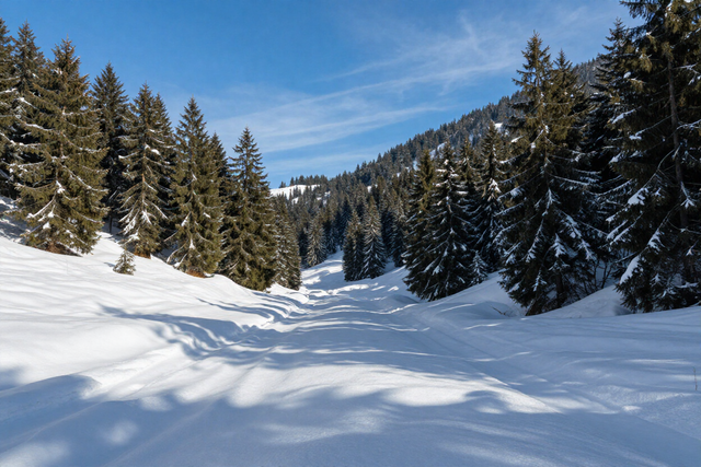 Sentiero forestale innevato sotto un cielo azzurro, fiancheggiato da alti alberi sempreverdi.