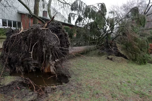 Uprooted tree leaning over a ditch beside a grassy yard after storm damage