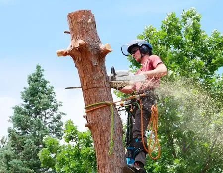Arborist cutting a tree trunk with a chainsaw, wearing safety gear and harness, outdoors.