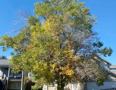 Tree with yellowing leaves and dead branches, in front of a blue sky and buildings.