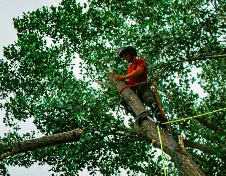 An arborist in a red shirt and protective gear cuts a high tree branch with a chainsaw while suspended by safety ropes.