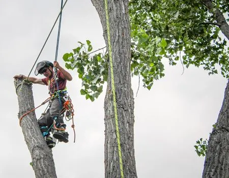 Arborist using ropes, harness, and saw to cut a tree limb against a cloudy sky.