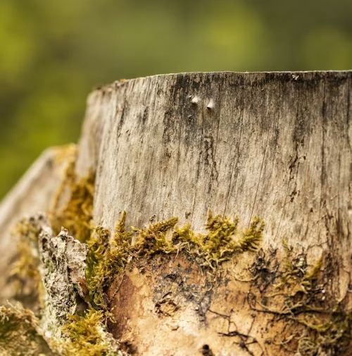 Close-up of a weathered tree stump, with rough, textured bark. Bright green moss grows on the base.