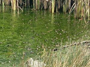 116 Bullfrogs at pond 0004_NEW View of pond full of bullfrogs