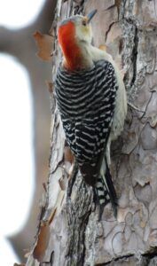 255 Red-bellied Wpkr a - Wak Sprgs 2019 02 01 Red-bellied Woodpecker clinging to the bark of a tree
