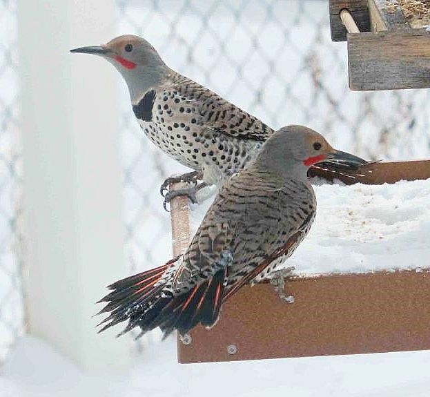 Two male Northern Flickers perched on a feeder