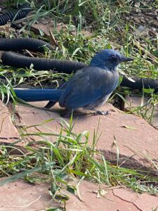 316 Scrub-Jay - Monica Rabino Woodhouse's Scrub Jay standing on the ground