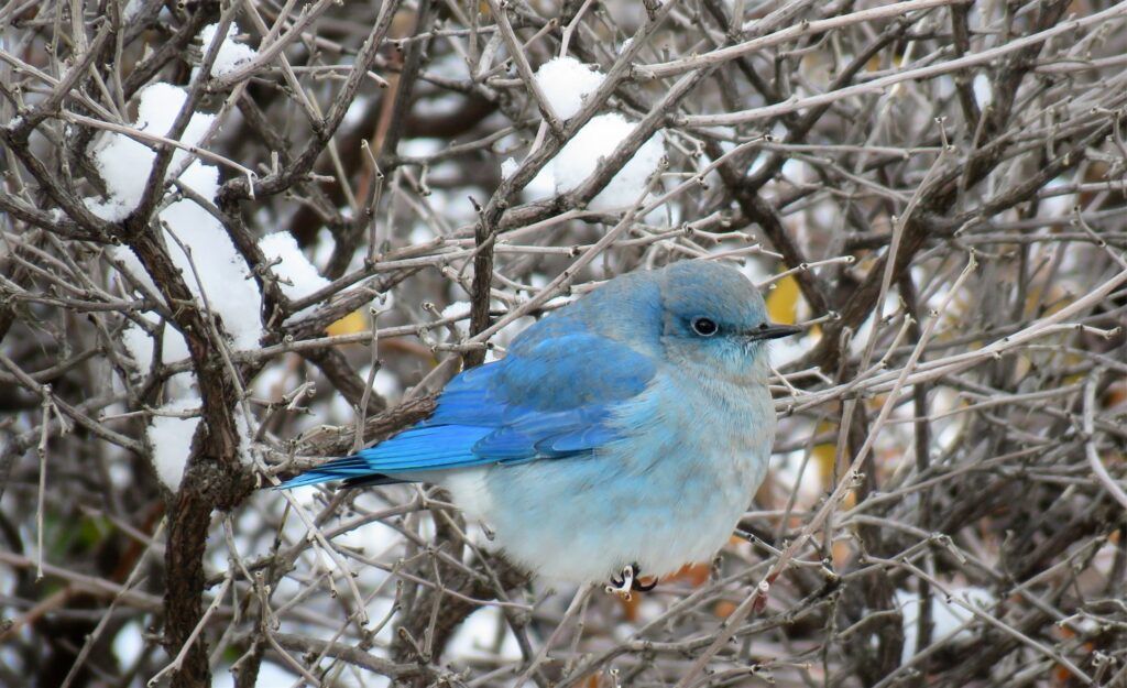 Mountain Bluebird perched in a tree