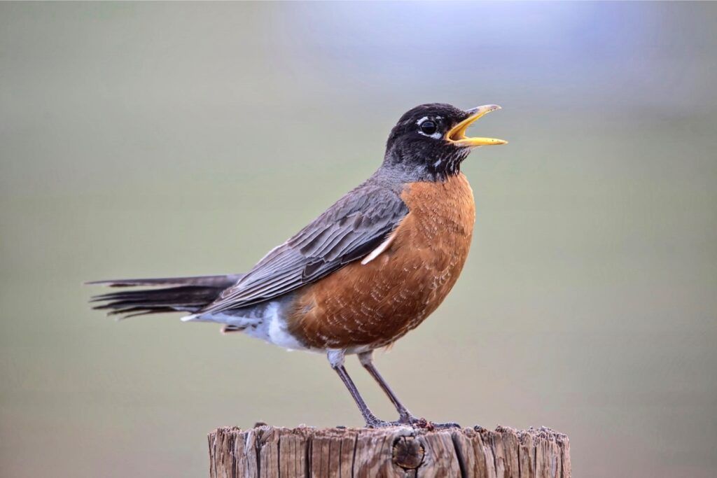 American Robin perched on a fence post