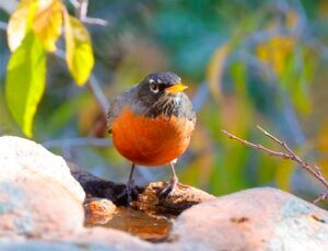 372 AmRobin - Robert Martinez American Robin standing on a water feature