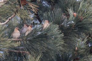Flock of Bohemian Waxwings perched in a pine tree