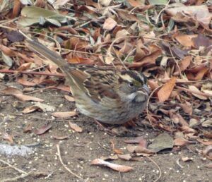 425 White-throated Sparrow - Wuerthele_NEW White-throated Sparrow on the round among fallen leaves