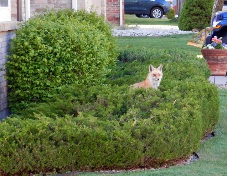 Fox in evergreen Fox in evergreen