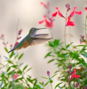 90 BT Humm 2022 10 9 R Martinez Broad-tailed Hummingbird in flight