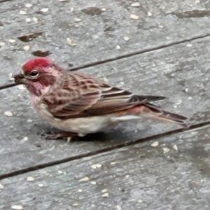 Cassin's Finch Cassins Finch standing on ground