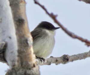 profile of an Eastern Phoebe perched on a branch