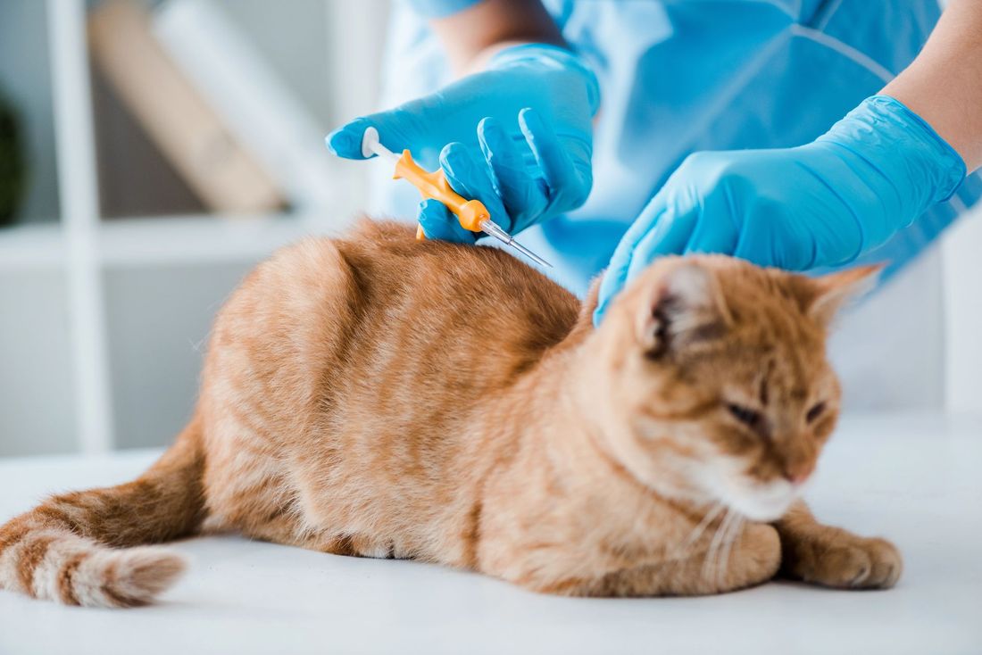 Impianto microchip