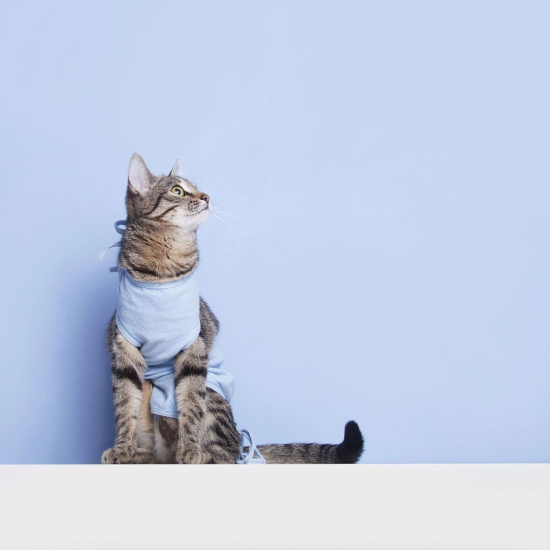 Esami diagnostici per animali