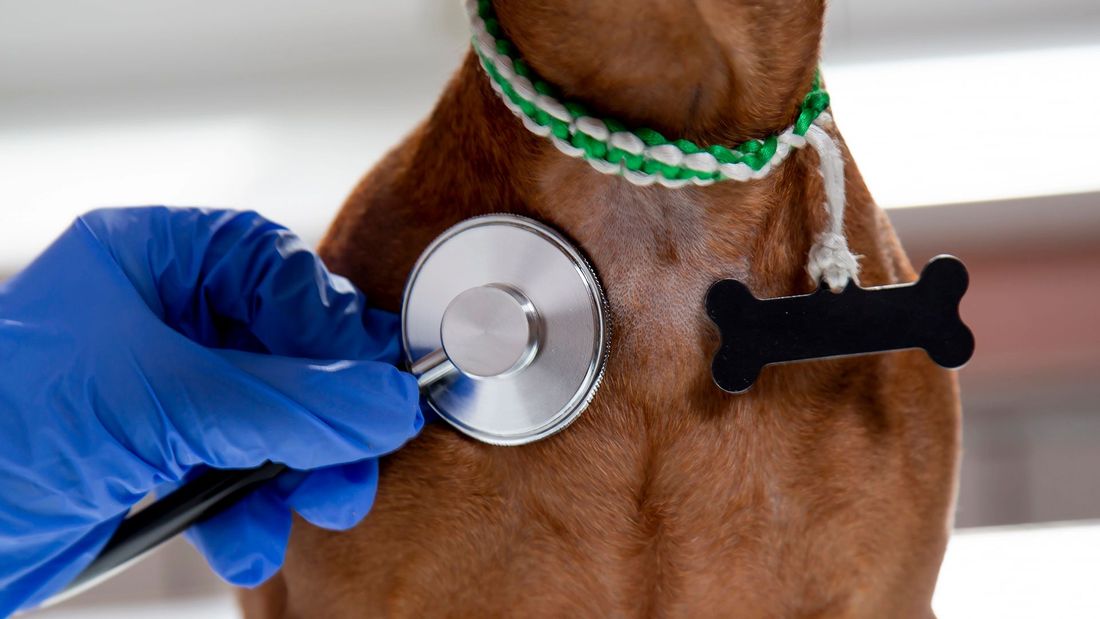 Impianto microchip