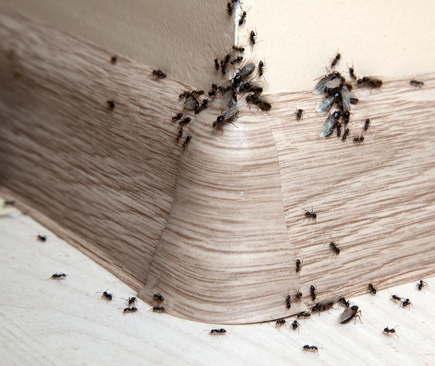 African Weaver Ants