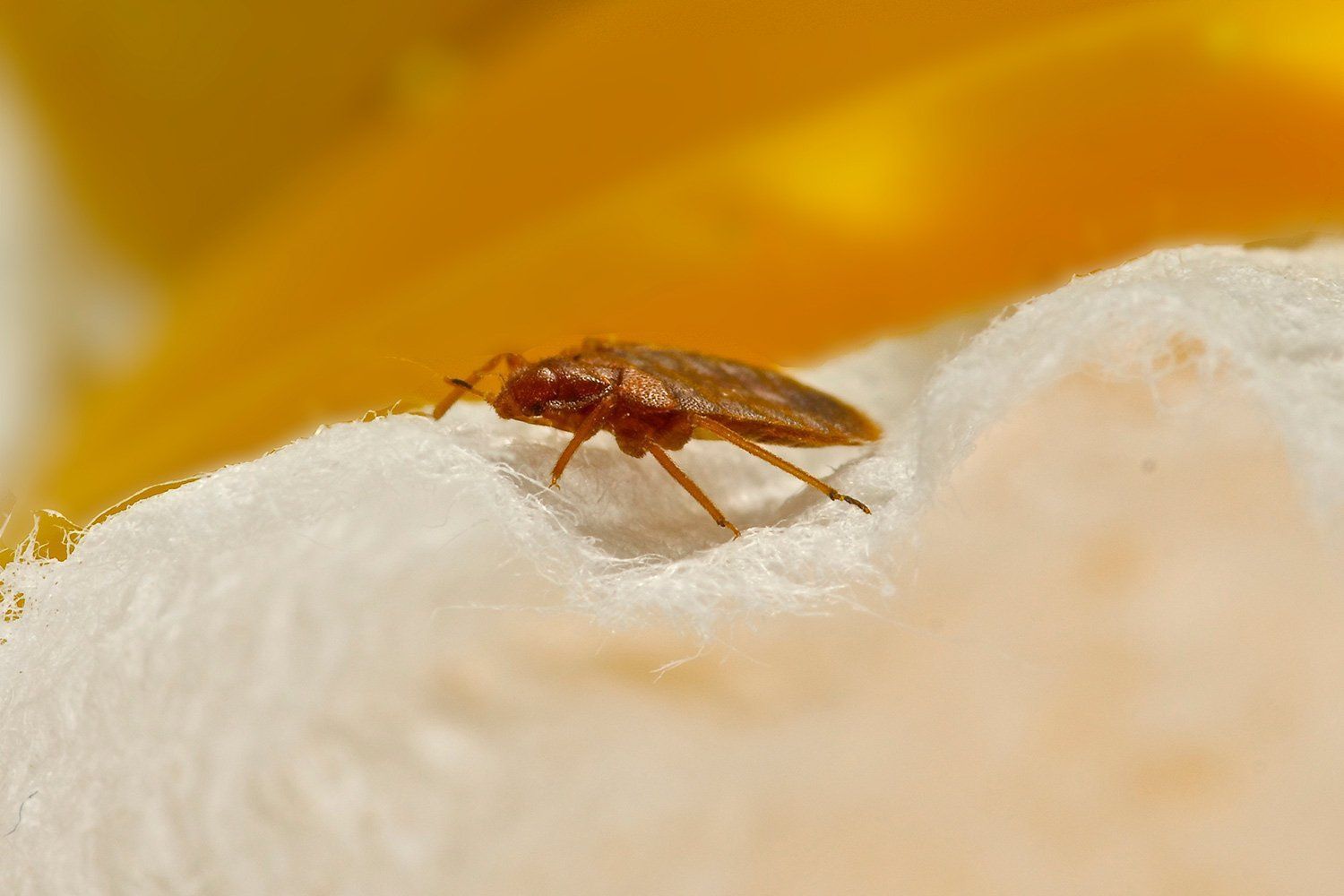 German Cockroach Pests