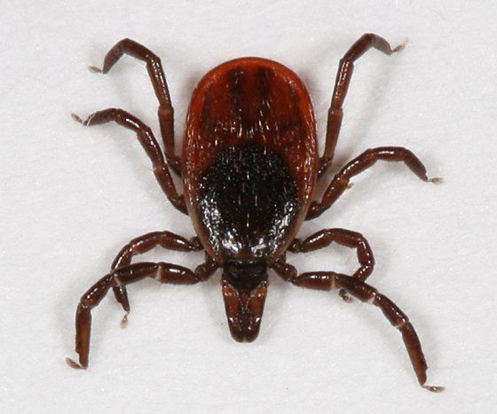 Deer Tick