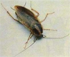 German Cockroach