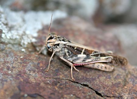 Grasshopper