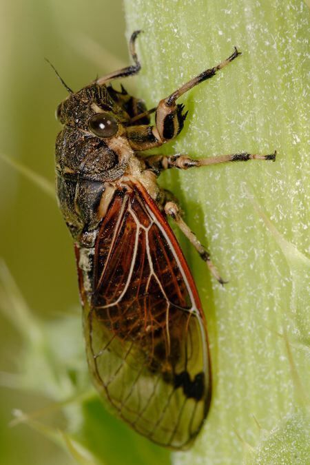 Locust