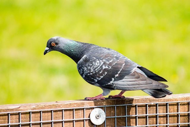 Pigeon
