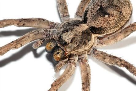 Tarantula