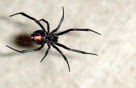 Black Widow