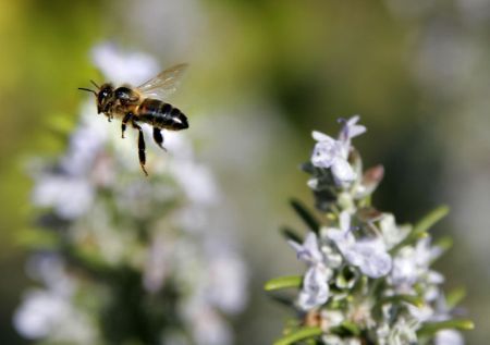 Honeybee