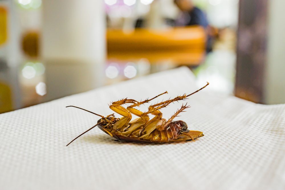 Dead cockroach