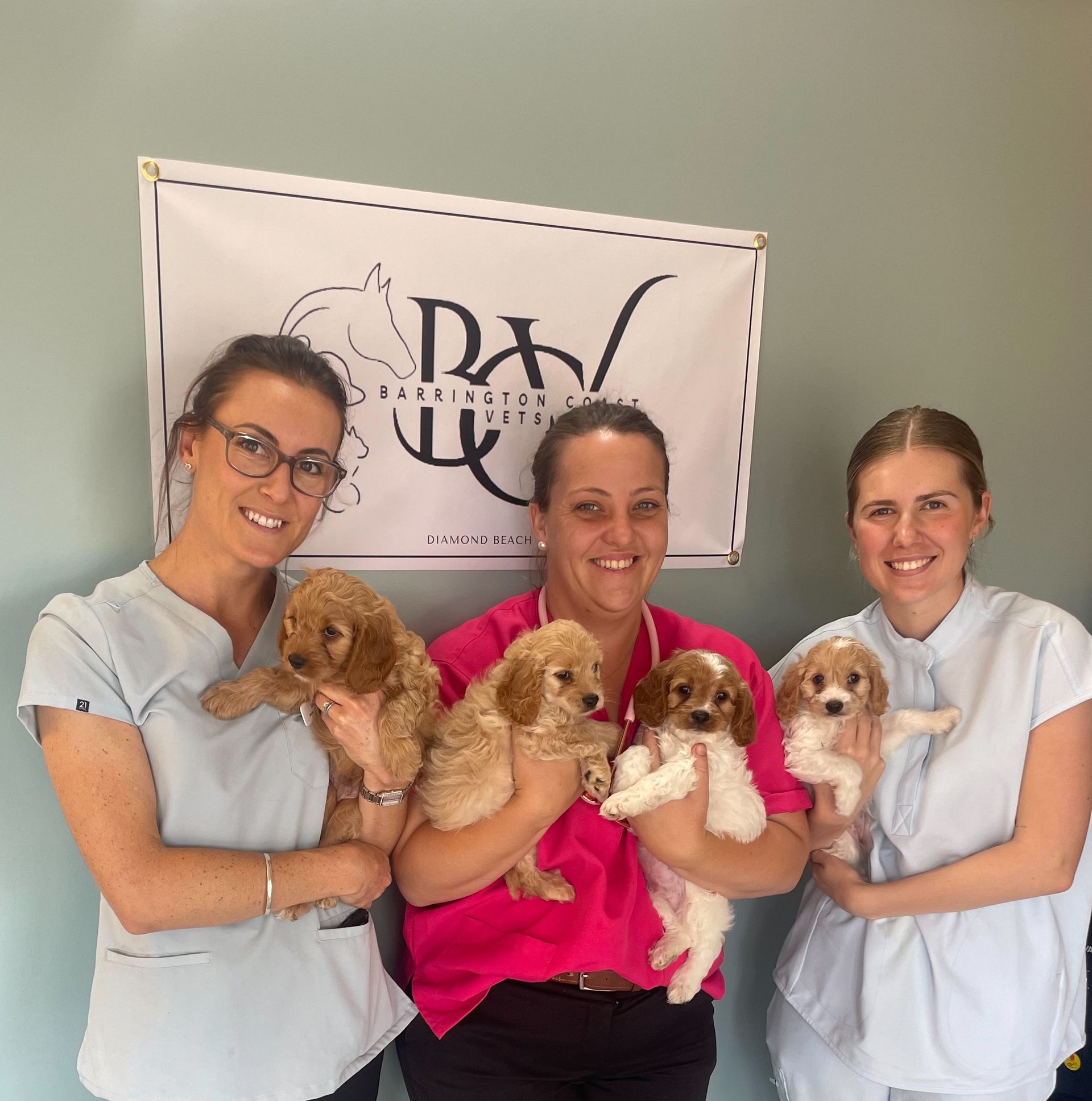 About Us | Diamond Beach Veterinary Clinic