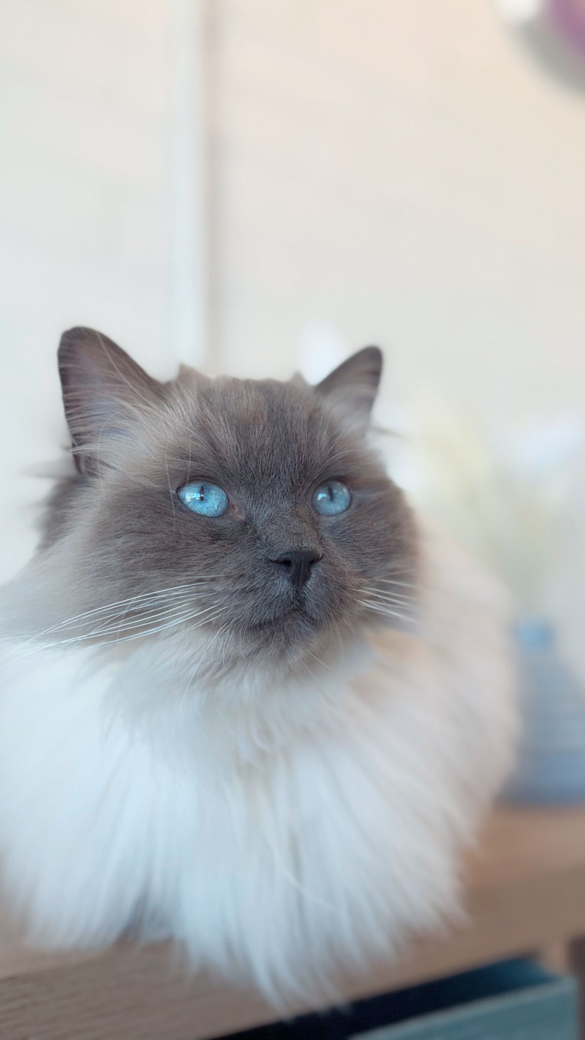 Meadow — Resident Clinic Cat